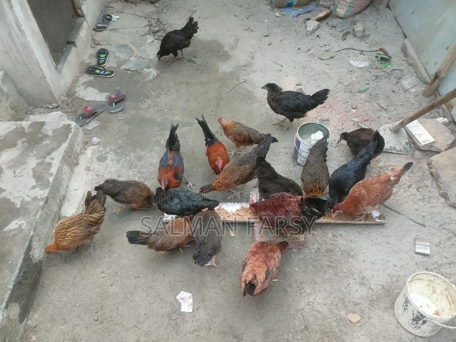 দেশি মুরগি। বয়স: ৫ মাসের বেশি