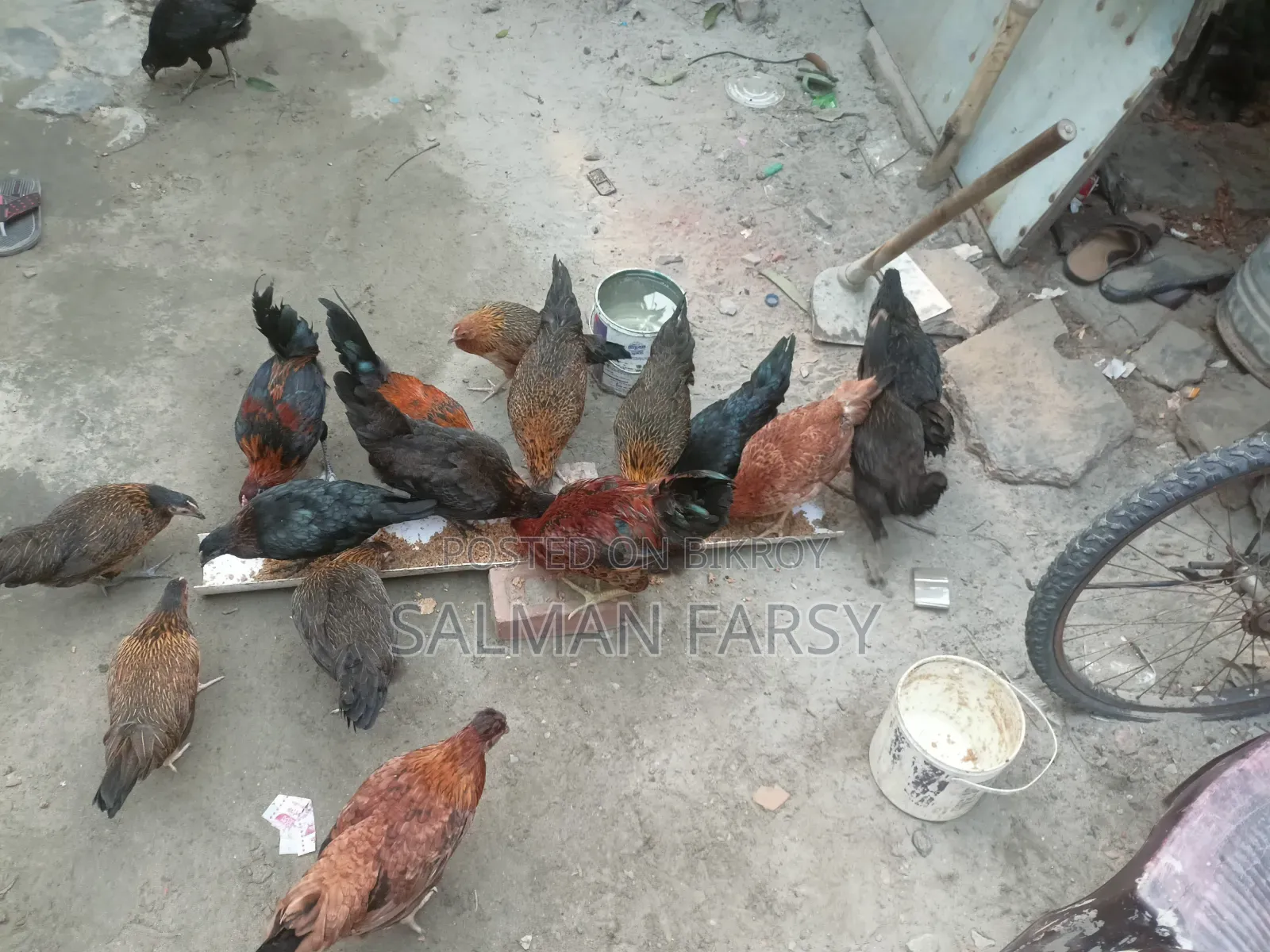 দেশি মুরগি। বয়স: ৫ মাসের বেশি