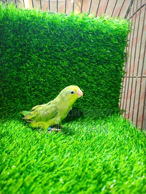 Forpus Bird