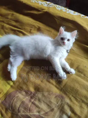 ৩-৬ মাস বয়সী ফিমেল পিওরব্রেড পার্সিয়ান বিড়াল