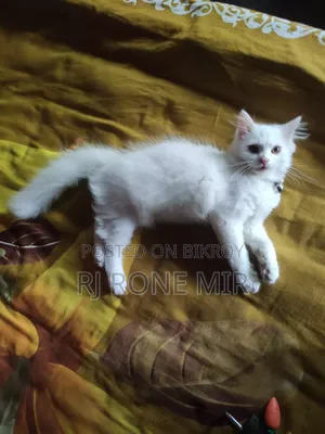 ৩-৬ মাস বয়সী ফিমেল পিওরব্রেড পার্সিয়ান বিড়াল