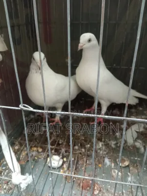 চুইনা কবুতর