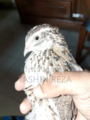 কোয়েল পাখি ২ পিস