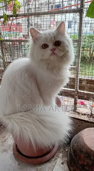 6-12 Months Female Purebred Persian