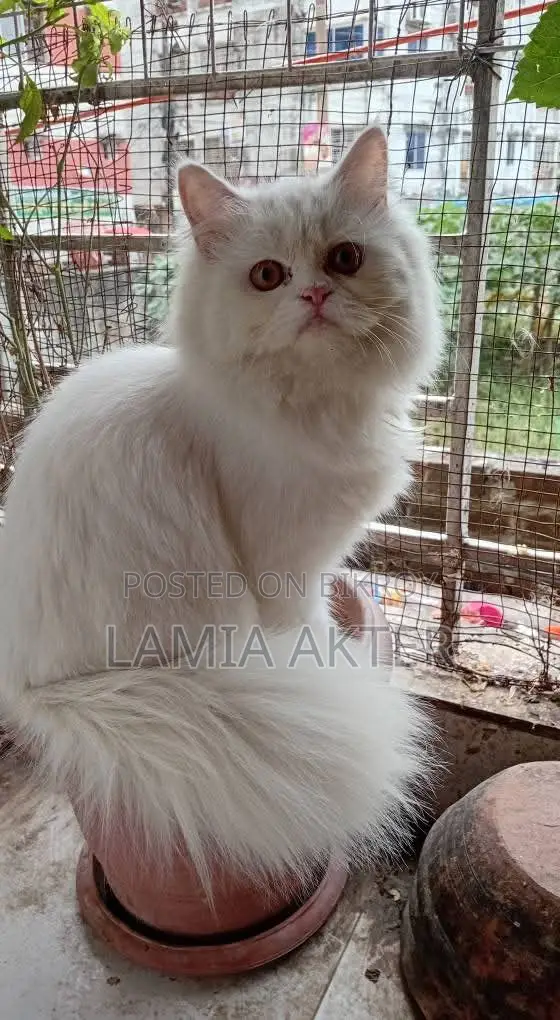 6-12 Months Female Purebred Persian