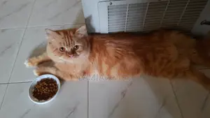 6-12 Months Female Purebred Persian