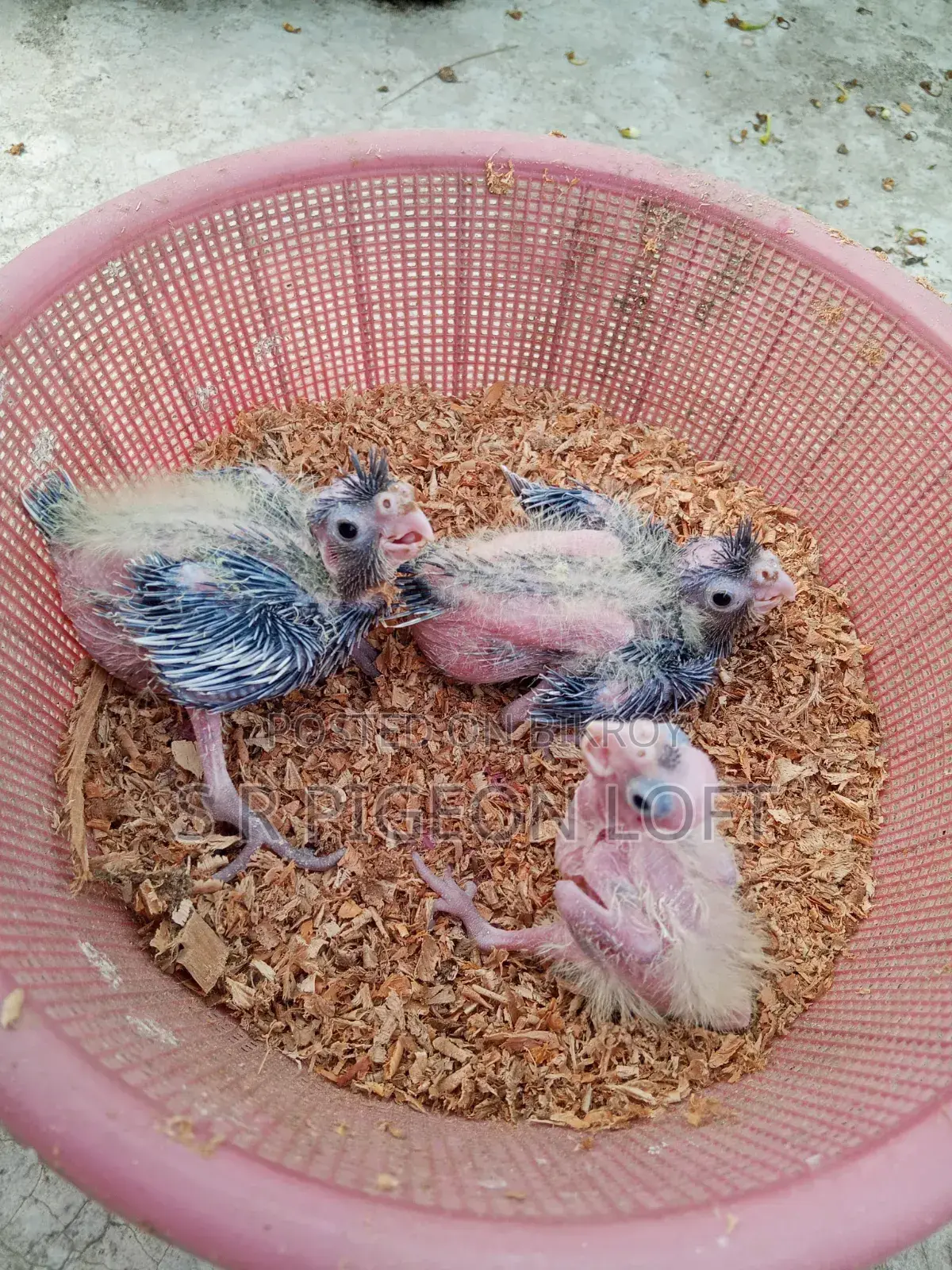 Tame Size Cockatiel Baby