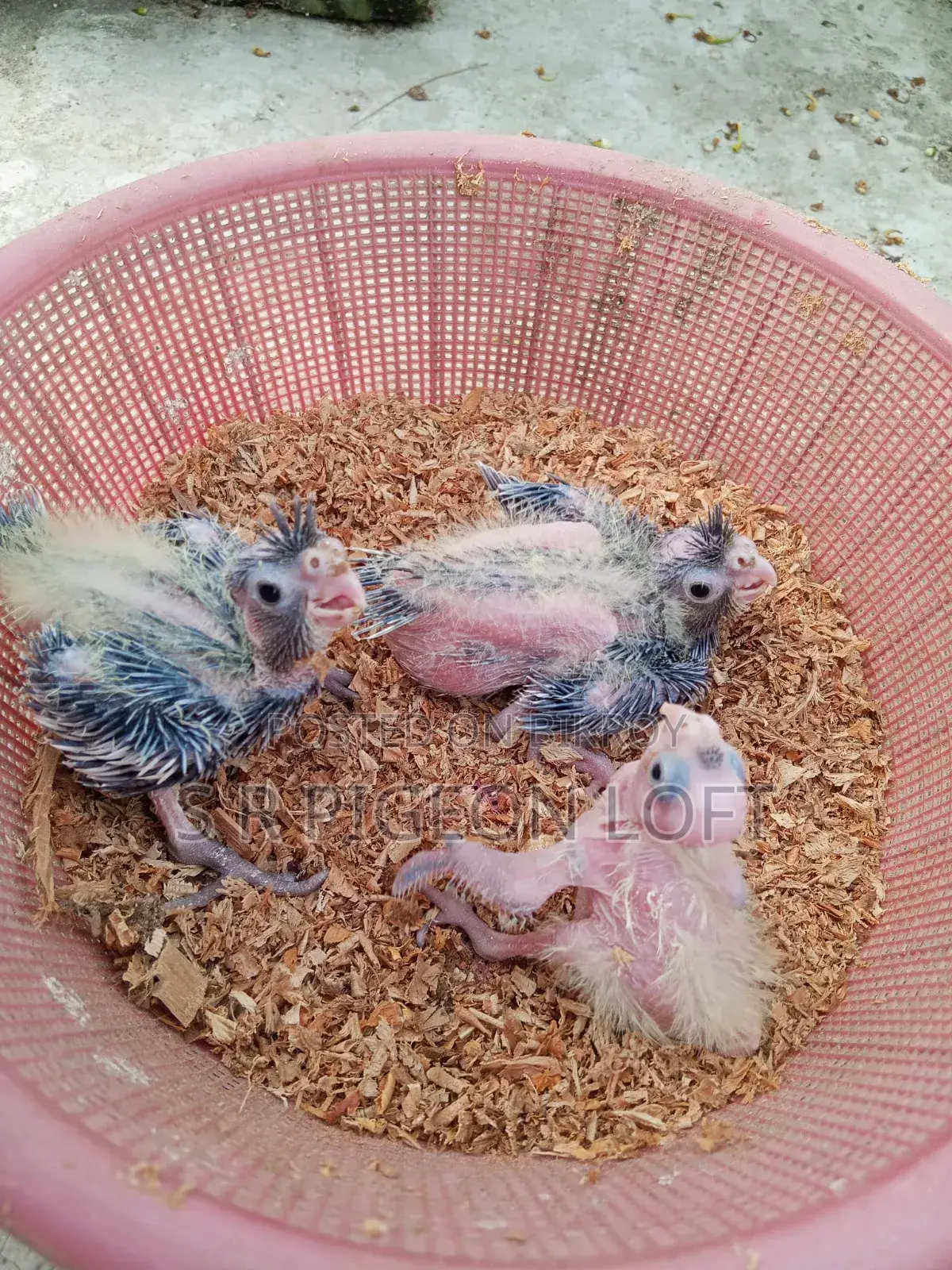 Tame Size Cockatiel Baby