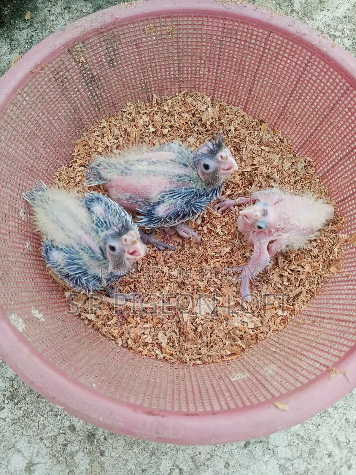 Tame Size Cockatiel Baby