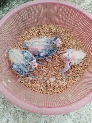 Tame Size Cockatiel Baby