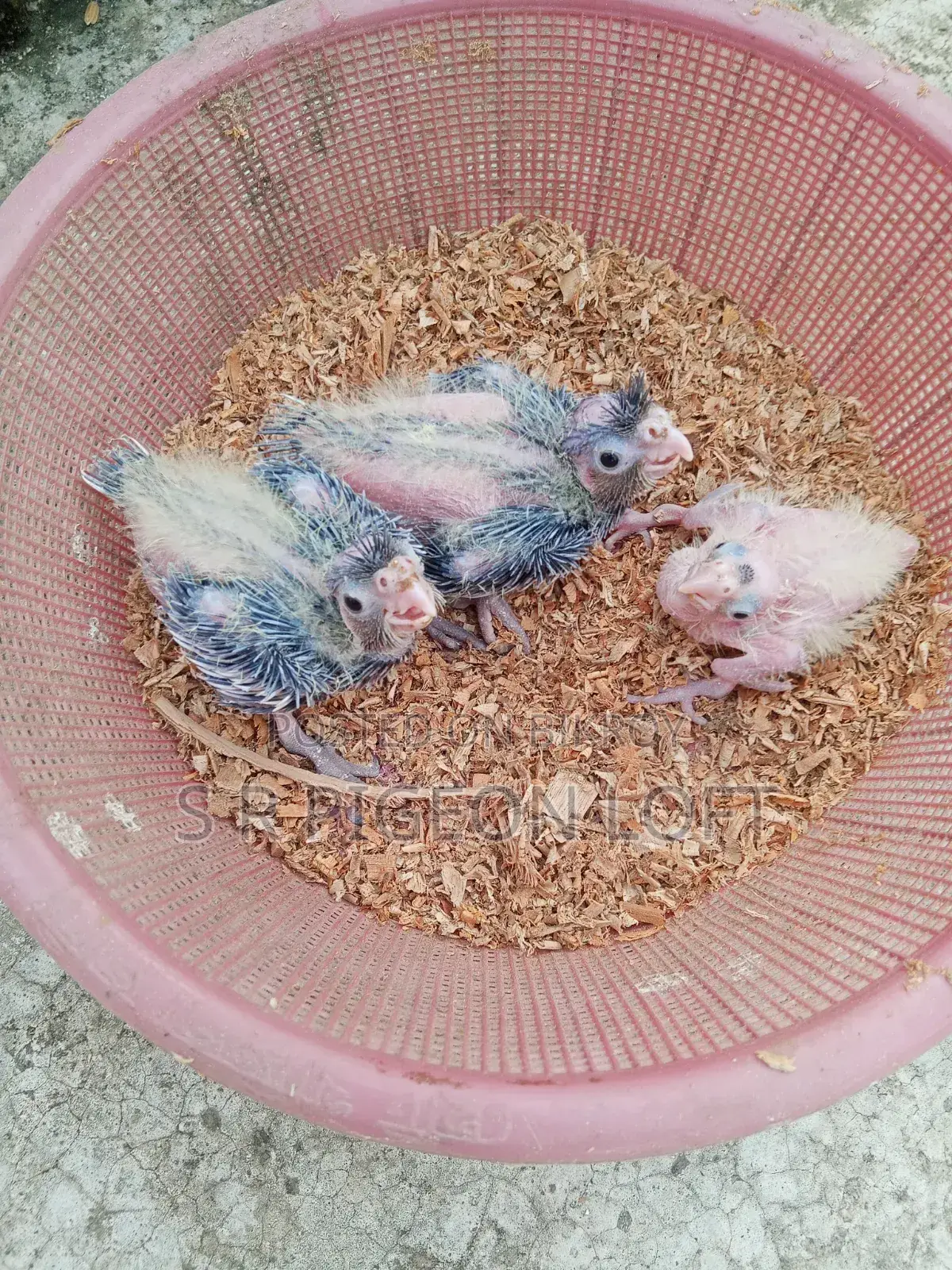 Tame Size Cockatiel Baby