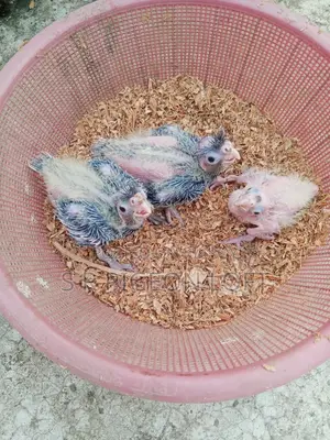 Tame Size Cockatiel Baby