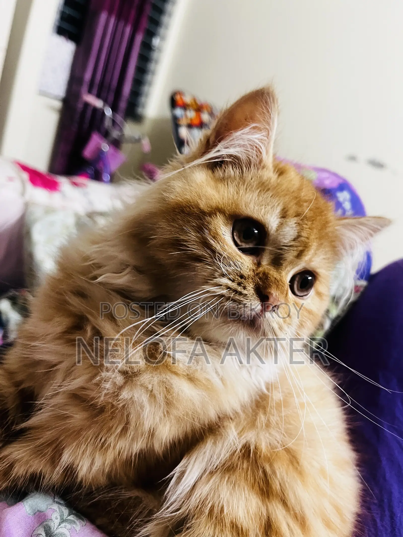 3-6 months Female Purebred Persian