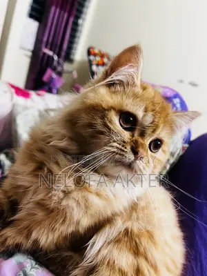 3-6 Months Female Purebred Persian