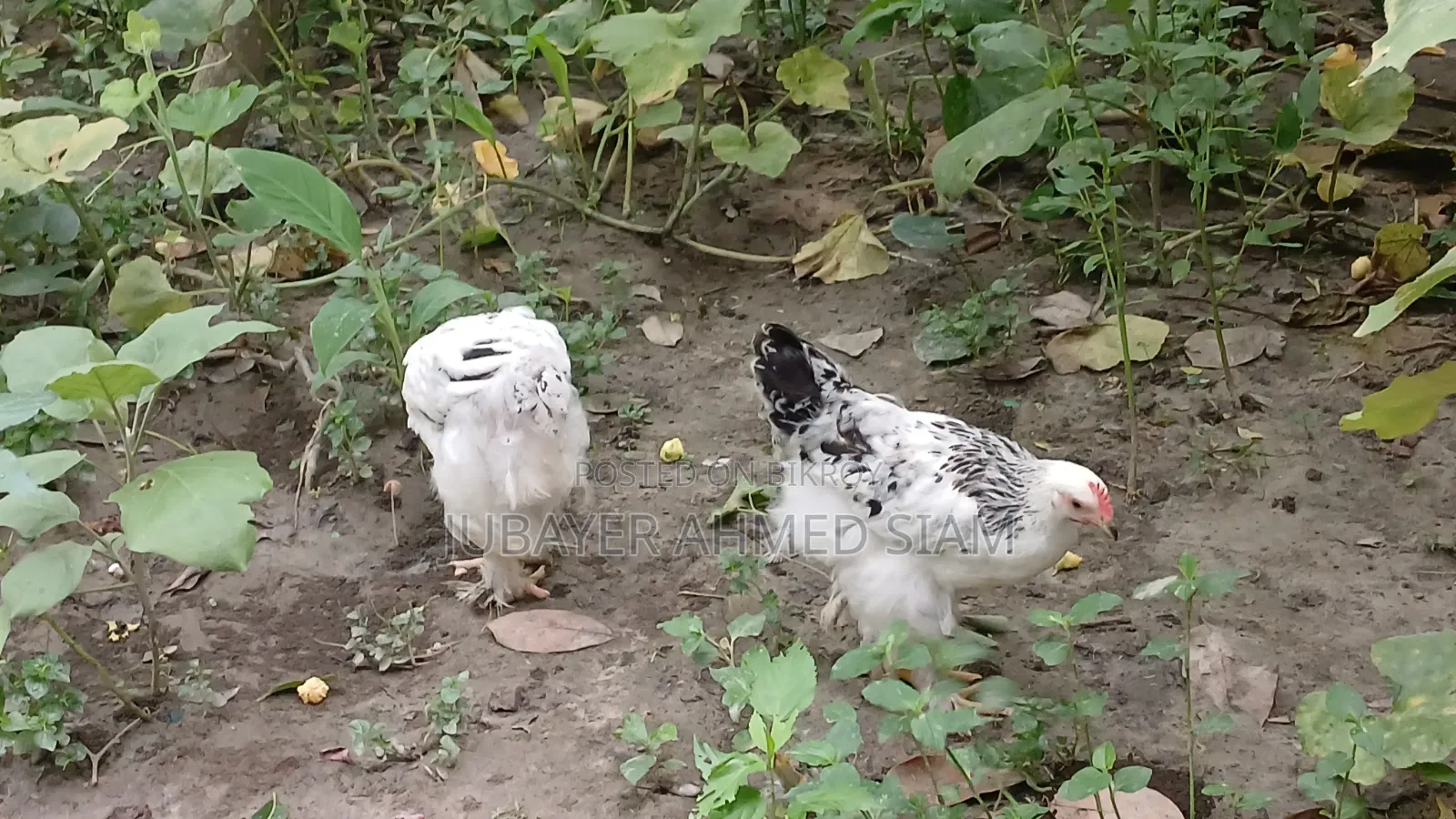 কলম্বিয়ান লাইট ব্রাহামা সেল হবে