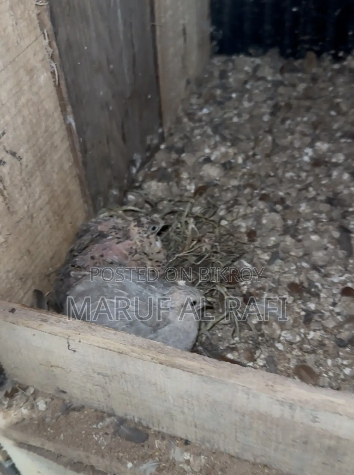 Classic King Quail That Hatches Its Own Eggs