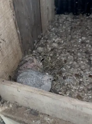 Classic King Quail That Hatches Its Own Eggs