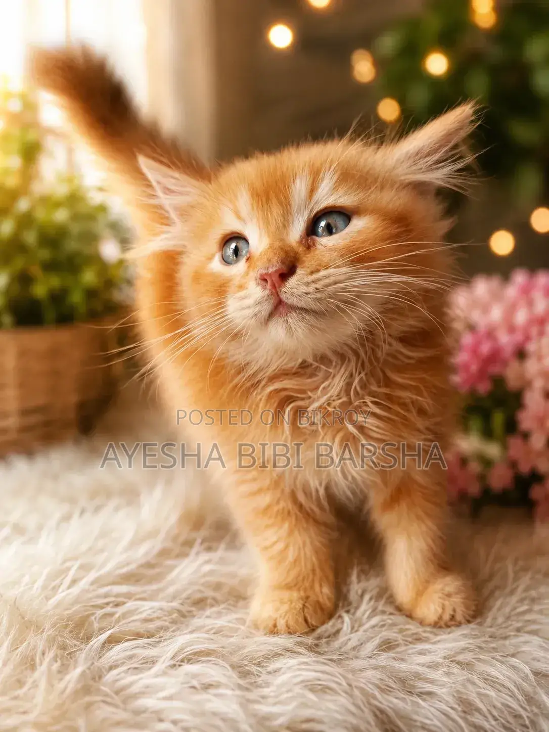 1-3 months Male Purebred Persian