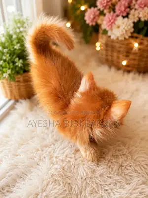 1-3 months Male Purebred Persian