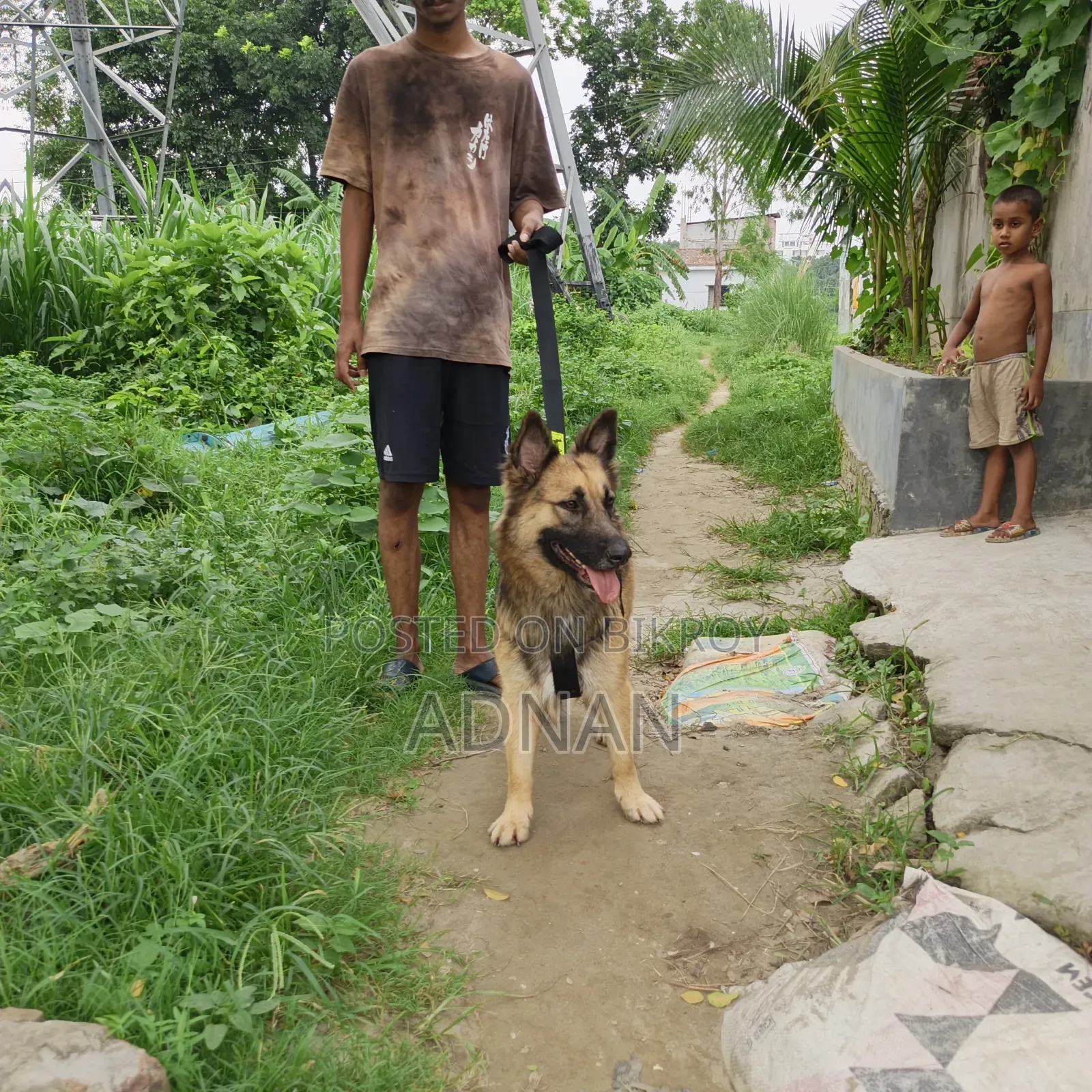 6-12 Months Female Purebred German Shepherd