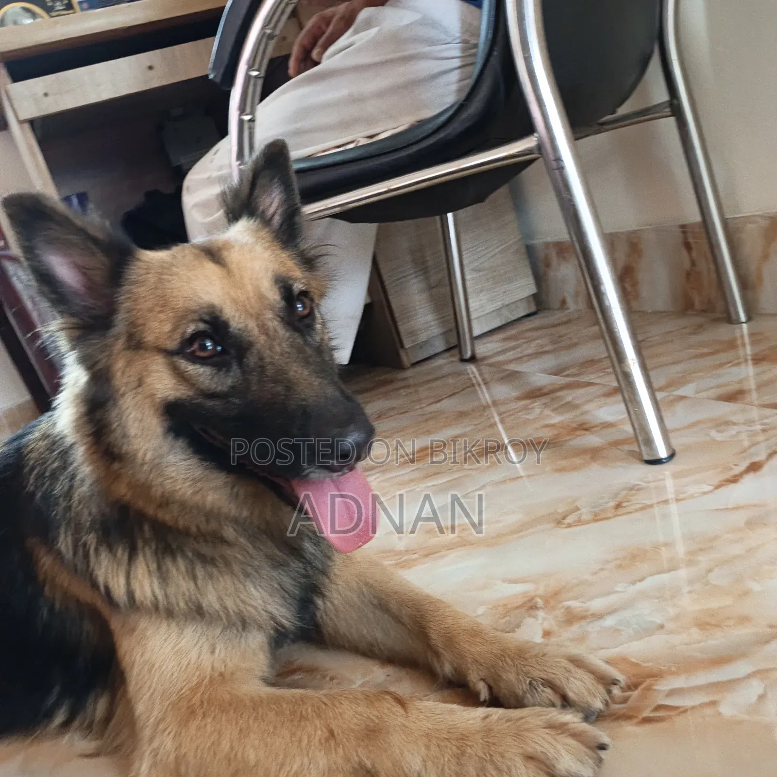 6-12 Months Female Purebred German Shepherd