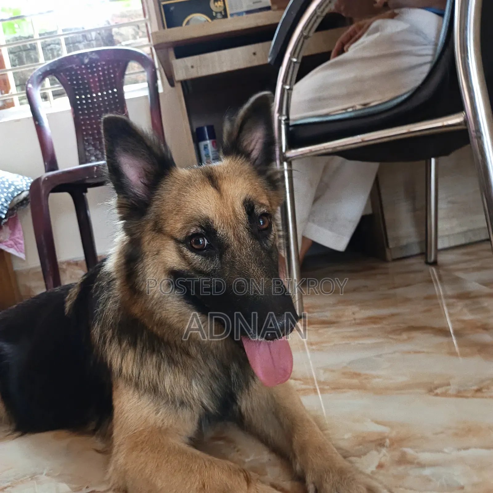 6-12 Months Female Purebred German Shepherd