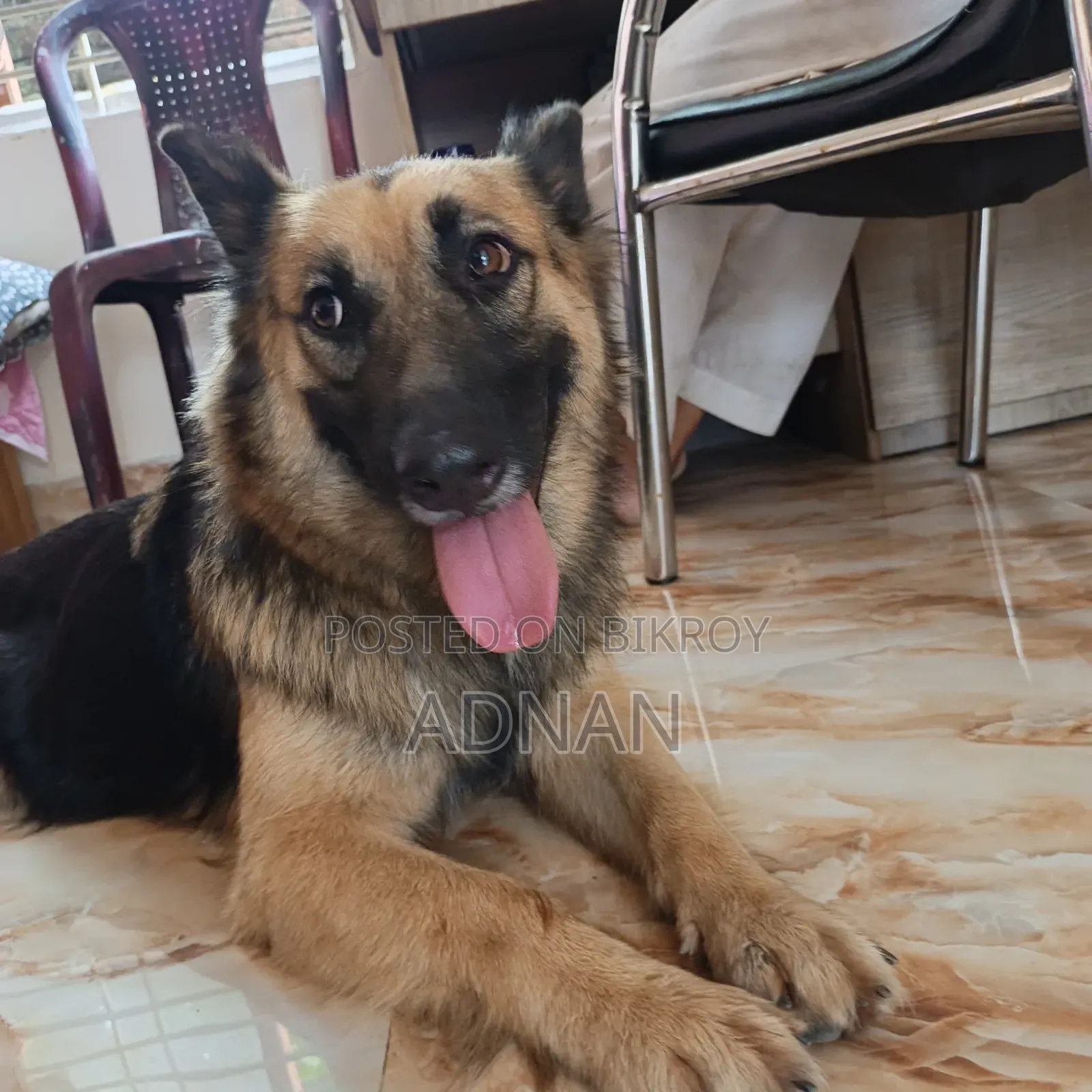 6-12 Months Female Purebred German Shepherd