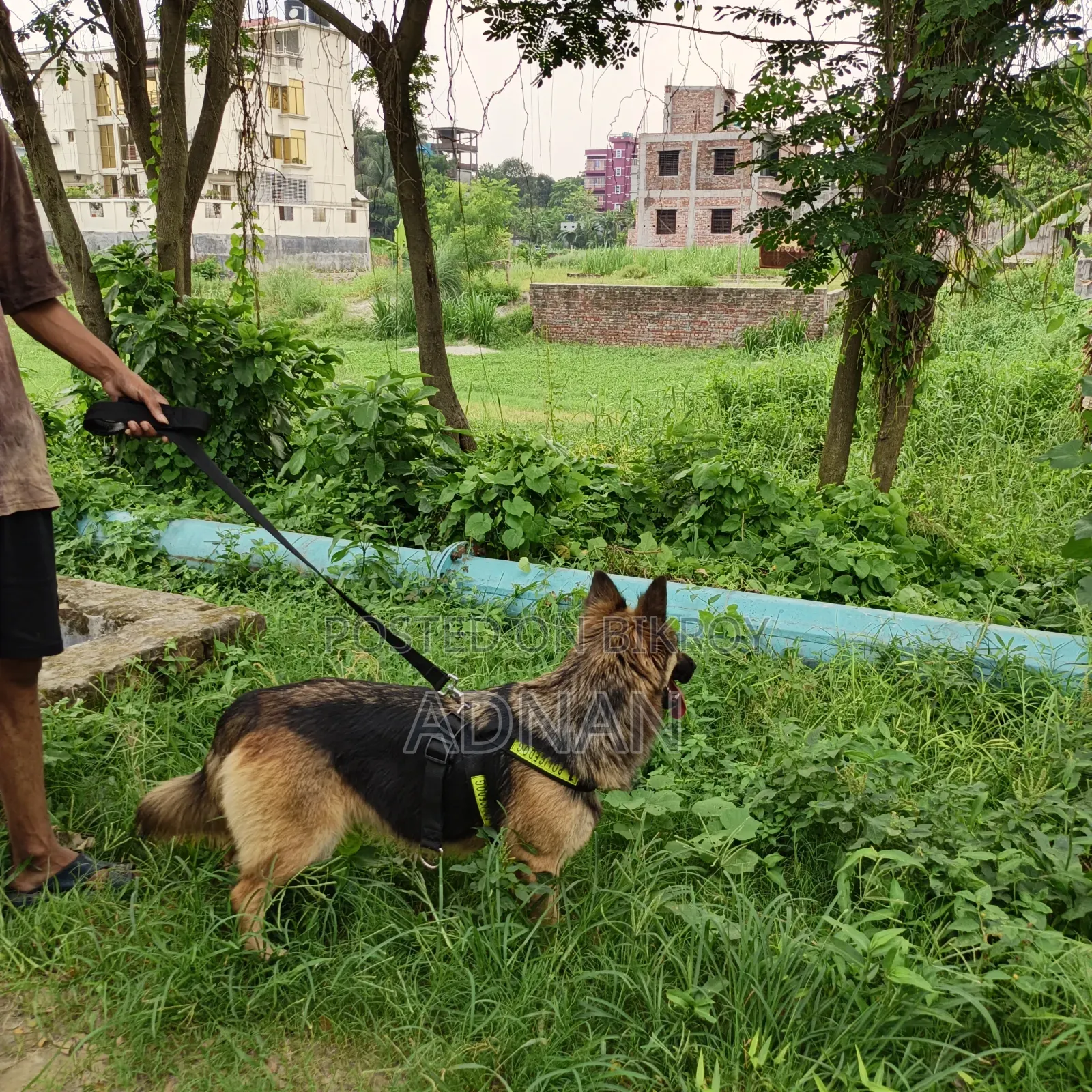 6-12 Months Female Purebred German Shepherd