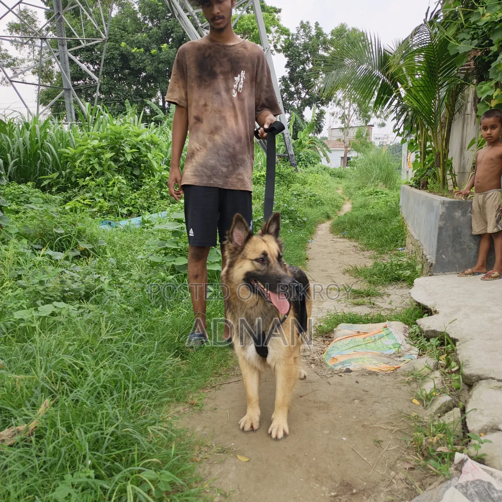 6-12 Months Female Purebred German Shepherd