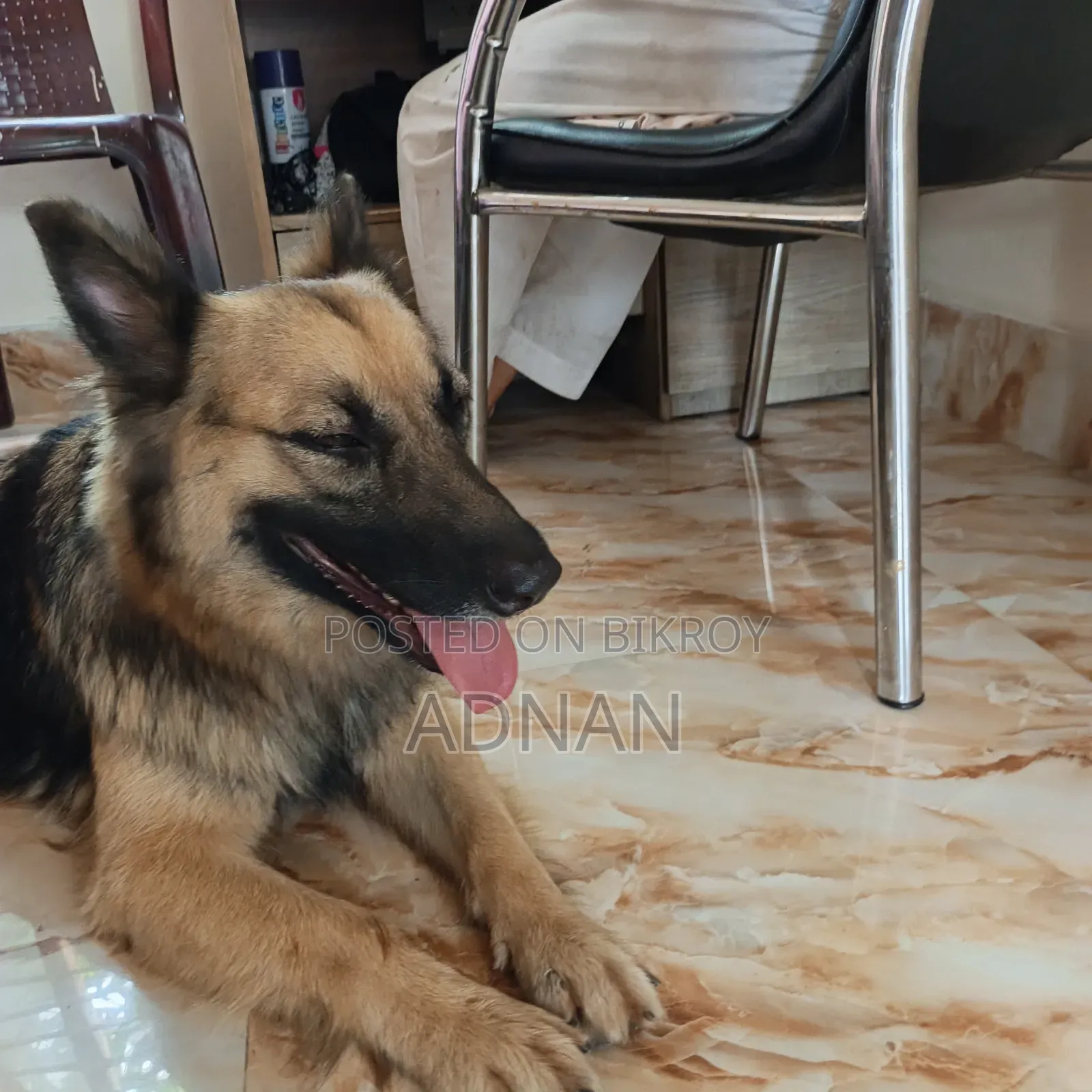 6-12 Months Female Purebred German Shepherd