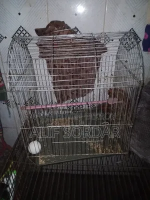 পাখির খাঁচা