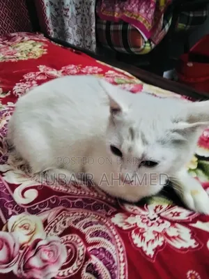 ১-৩ মাসের পুরুষ মিক্সড ব্রিড বিড়াল