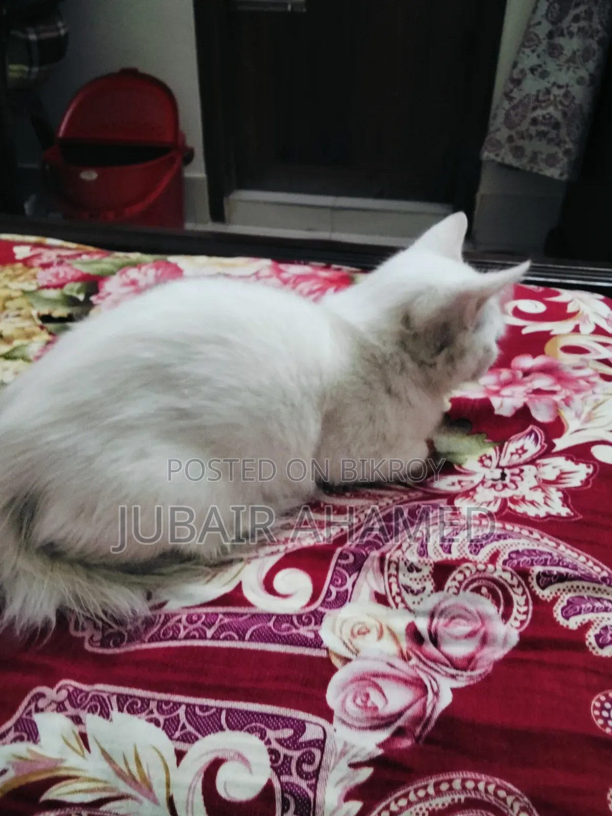 1-3 Months Male Mixed Breed Cat