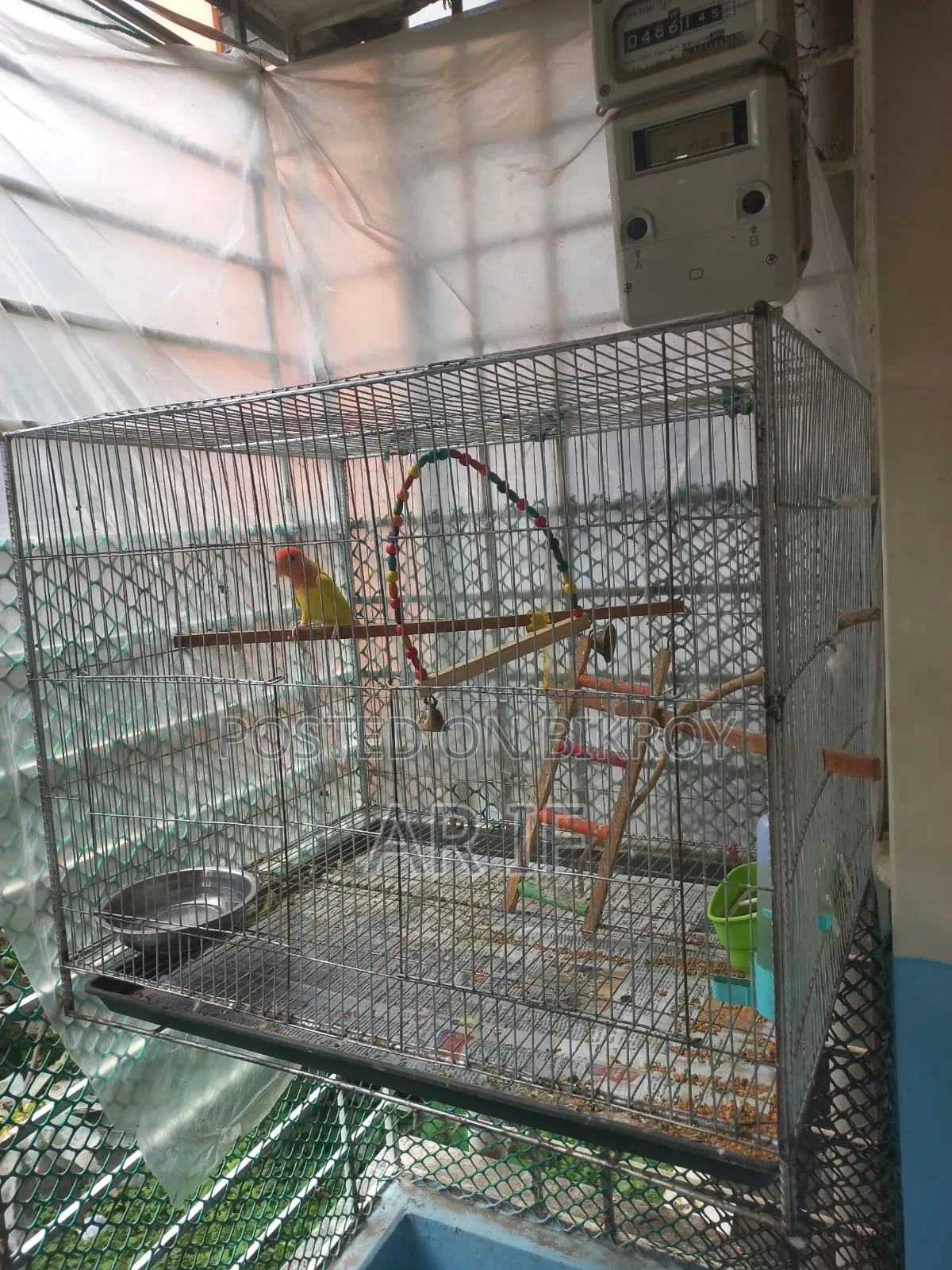 Love Bird