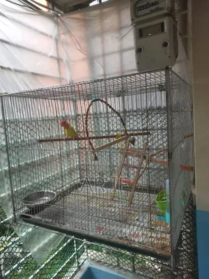 Love Bird