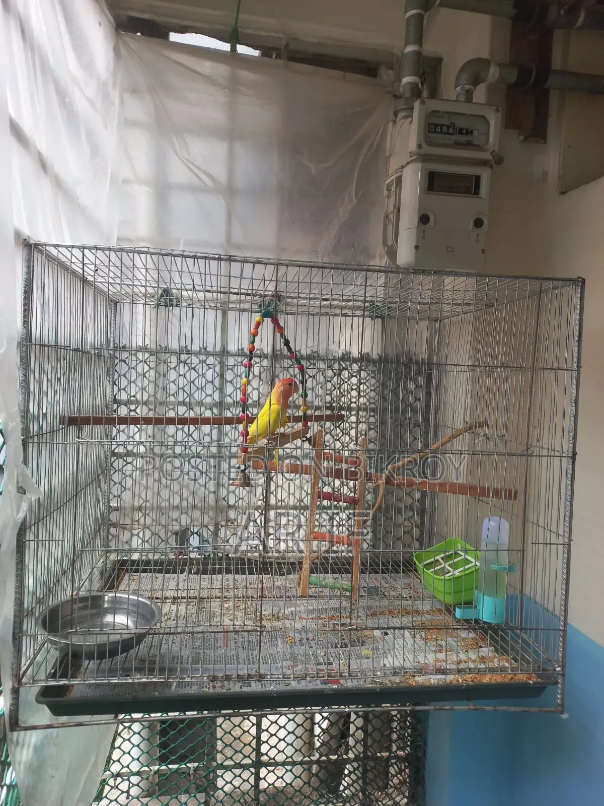Love Bird