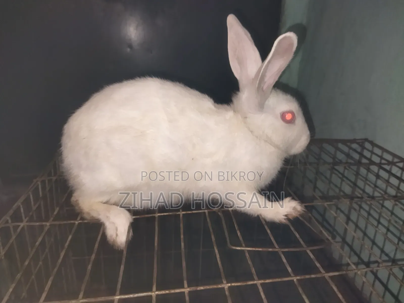 White Rabbit