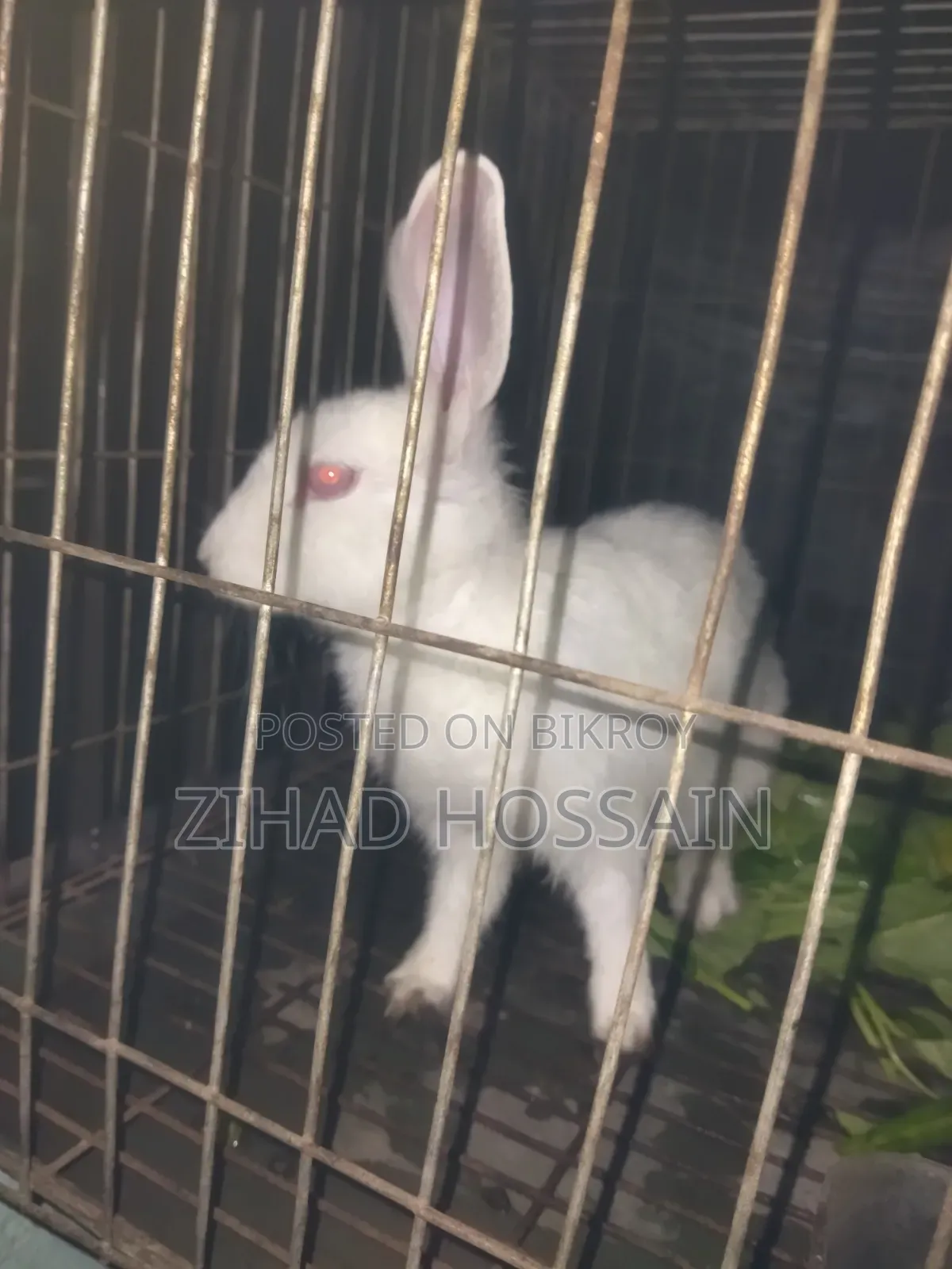 White Rabbit
