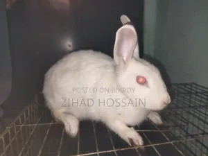 White Rabbit
