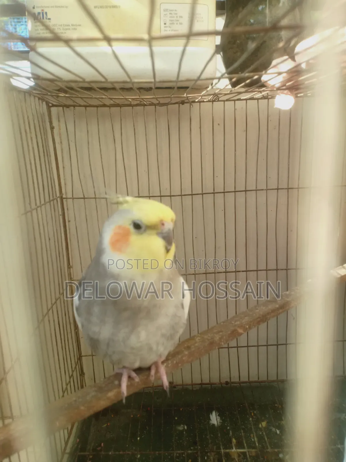 Cockatiel Male Bird