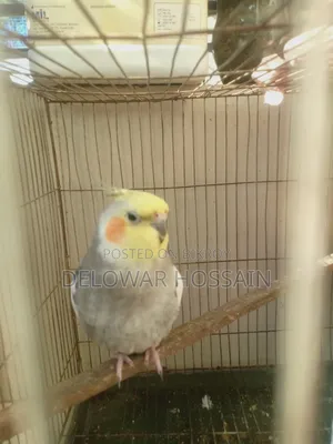 Cockatiel Male Bird