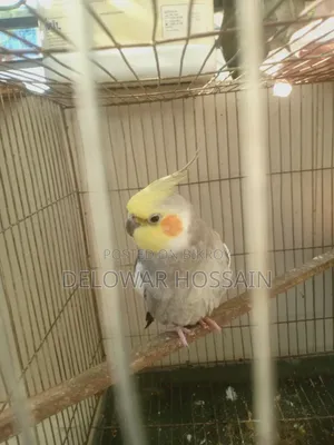 Cockatiel Male Bird