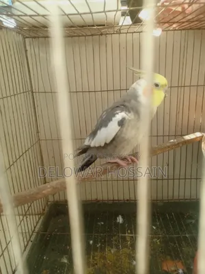 Cockatiel Male Bird