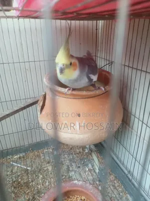 Cockatiel Male Bird