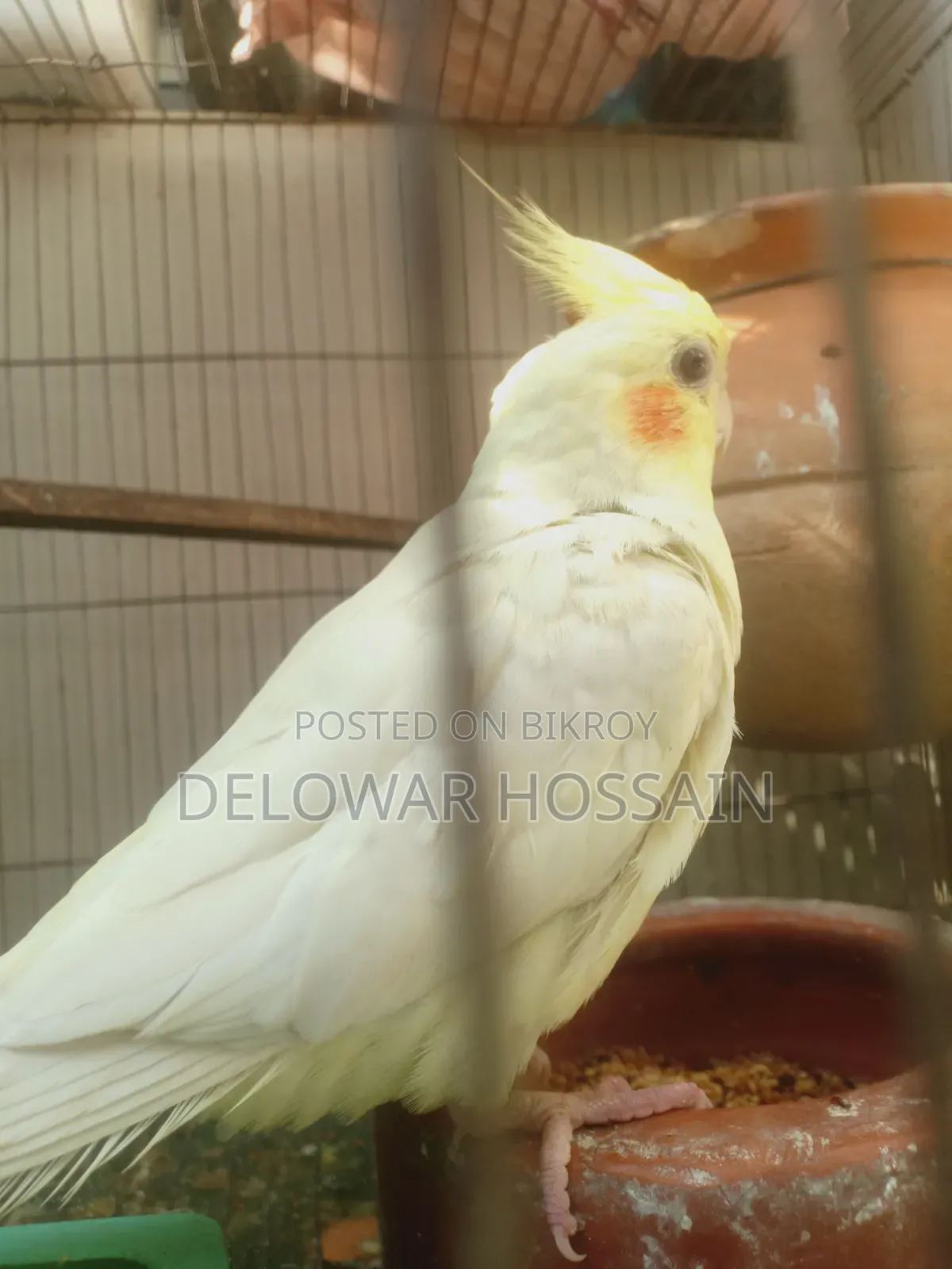 Cockatiel Bird
