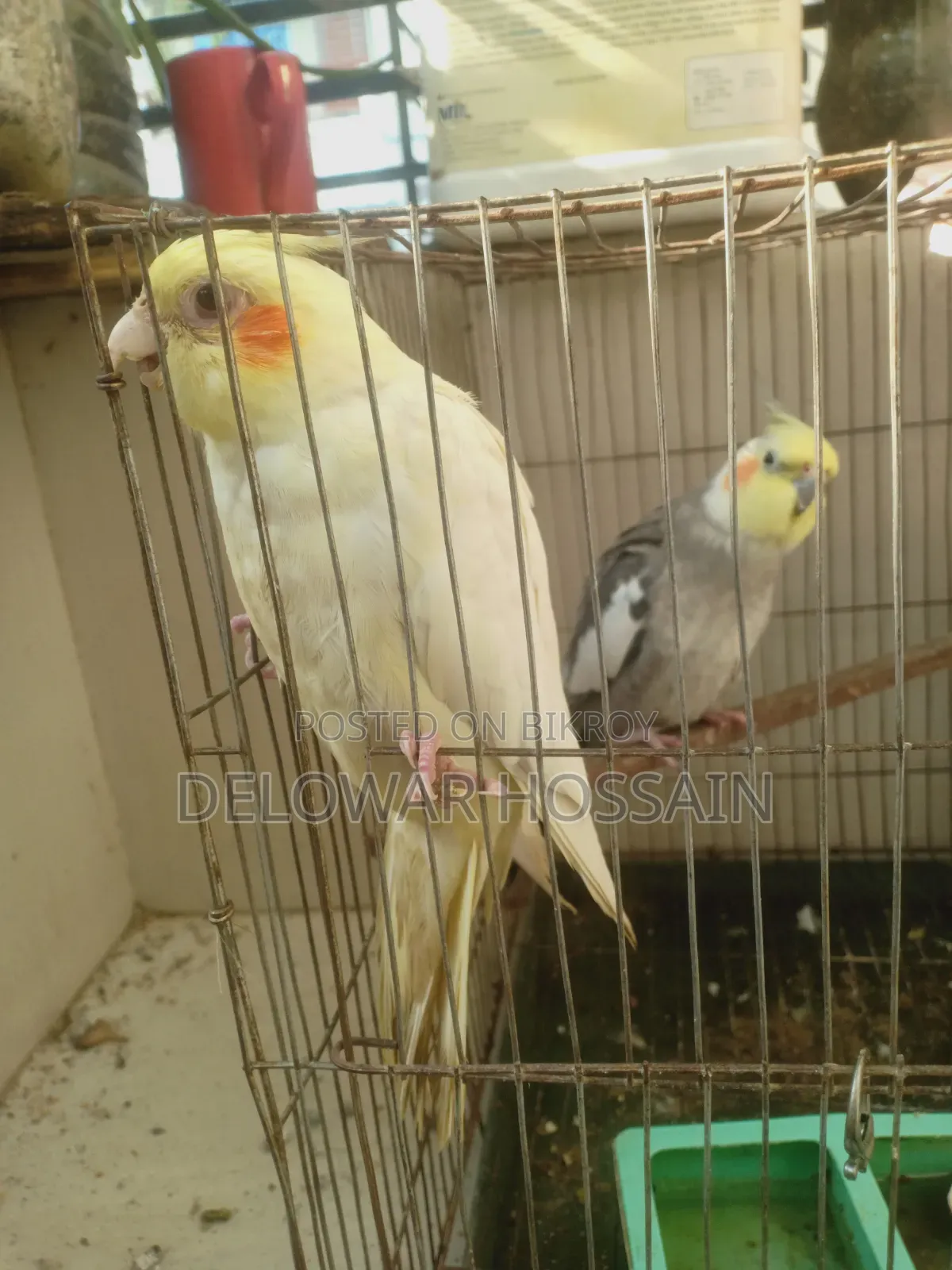 Cockatiel Bird