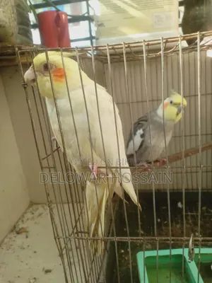 Cockatiel Bird