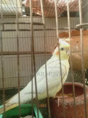 Cockatiel Bird