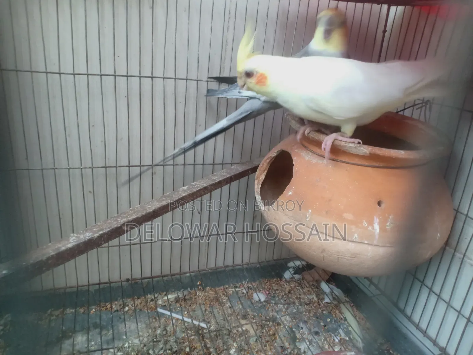 Cockatiel Bird