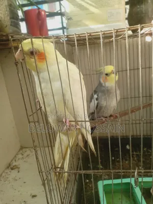 Cockatiel Bird